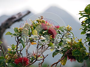 Close-up of Red Ohi'a Flowers in bloom on branch of tree