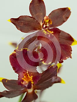Red Oncidium Orchid