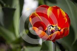 Close up of red open tulip bud with yellow black center, bulbiferous plant.Copy space