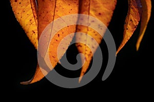 Close up of red or orange colored leaves of the peach tree in autumn. The leaves hang from above against a dark background and