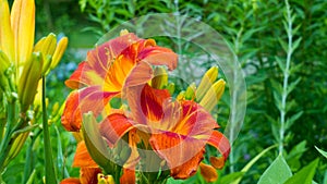 Close-up of red-orange lilies. photo