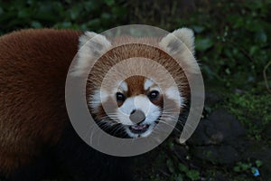 Close up Red Panda