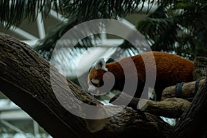 Close up on the red panda climbing the tree