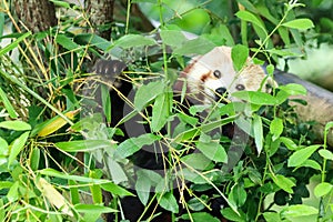 A red panda eating leaves on a tree