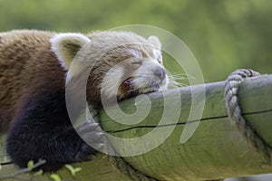 Close up of a red panda sleeping. Exhausted cute animal photo