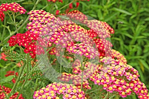 Close-up of a red `paprika` yarrow flower photo