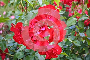 Close up of a red Pelargonium flower.