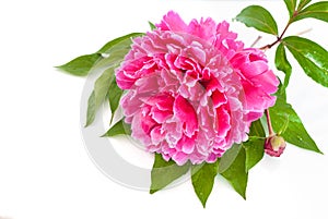 Close-up of Red Peony Flower.