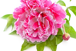 Close-up of Red Peony Flower