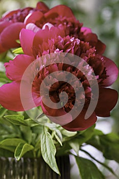 Close up of red peony flower