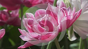 Close up of a red peony in a garden in sunny day