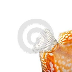 Close-up of a Red pigeon blood discus' caudal fin