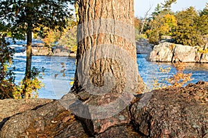 Close Up Of Red Pine Trunk With Burleigh Falls In The Background