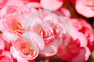 close up red pink begonia flower