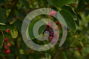 Close up of red and pink berries of the plant shadbush or juneberry or Amelanchier