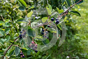 Close up of red and pink berries of the plant shadbush or juneberry or Amelanchier