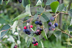 Close up of red and pink berries of the plant shadbush or juneberry or Amelanchier