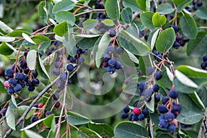 Close up of red and pink berries of the plant shadbush or juneberry or Amelanchier