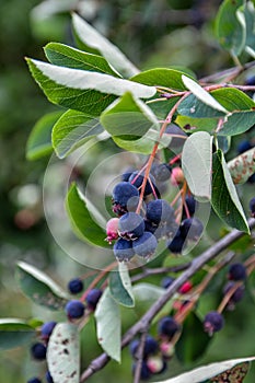 Close up of red and pink berries of the plant shadbush or juneberry or Amelanchier