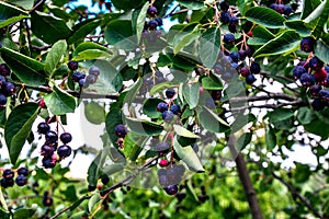 Close up of red and pink berries of the plant shadbush or juneberry or Amelanchier