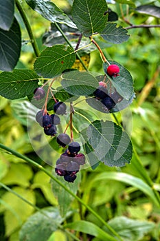 Close up of red and pink berries of the plant shadbush or juneberry or Amelanchier