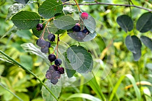 Close up of red and pink berries of the plant shadbush or juneberry or Amelanchier