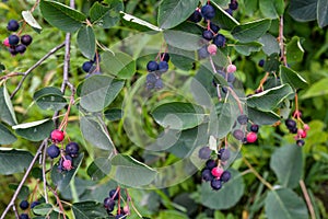 Close up of red and pink berries of the plant shadbush or juneberry or Amelanchier