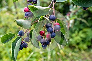 Close up of red and pink berries of the plant shadbush or juneberry or Amelanchier