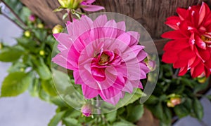 Close-up of red-pink Dahlia flowers blooming in the greenhouse