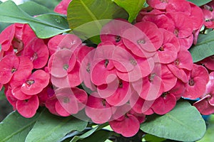 Close up Red pink Poi Sian flowers blooming in garden. Crown of thorns flowers or euphorbia milli Desmoul or Christ Thorn flowers