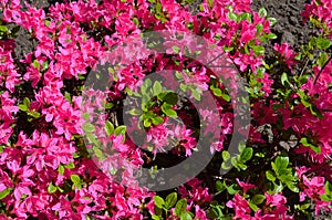 Close up of red pink vivid rhododendron rosebay