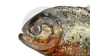 Close up of a red pirahna