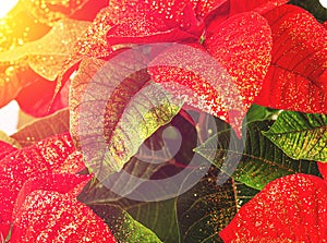 Close up of red poinsetta