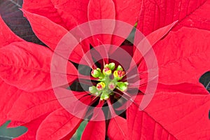 Close up of Red poinsettia, Christmas flower.