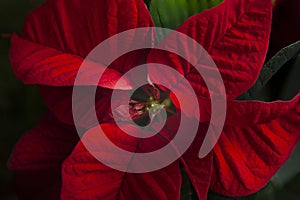Close up of Red Poinsettia Christmas Star flower