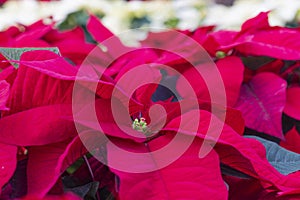 Up-close red poinsettia flower with defocussed flowers in the background.