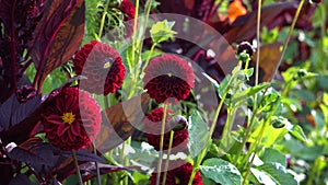 Close up of red pompom dahlia flowers blooming in fall garden. Autumn flowering plants. Burgundy ball dahlias
