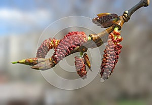 Close-up of red poplar catkins