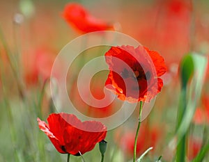 Close up of red poppies in field in Provence France
