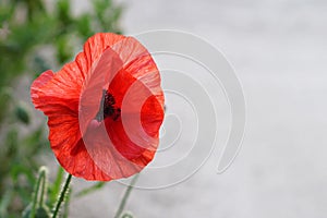 Red poppy