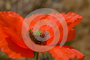 Close-up of a Red Poppy.