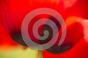 Close up of red poppy flower