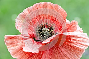 Close up of red poppy flower with black stamen