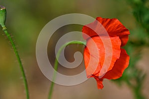 Close-up of a red poppy flower during the day