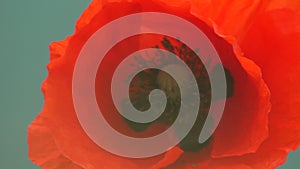 A close up of a red poppy flower. The flower is in full bloom and has a bright red color. Concept of beauty and vibrancy