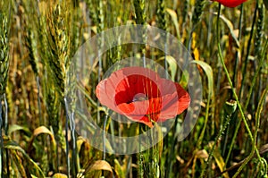 Close up of a Red Poppy Flower between Green Wheat Fields on a sunny day.