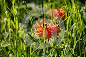 Close-up of a red poppy flower growing wild