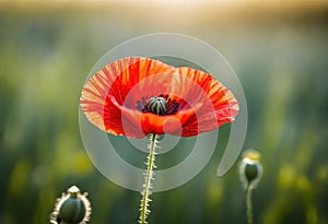 a close up of red poppy flower with the sunlight filtering and bokeh background