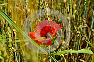Close up of Red Poppy Flower  and Wheat Fields on the Background at Countryside.