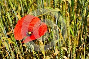 Close up of Red Poppy Flower  and Wheat Fields on the Background at Countryside.